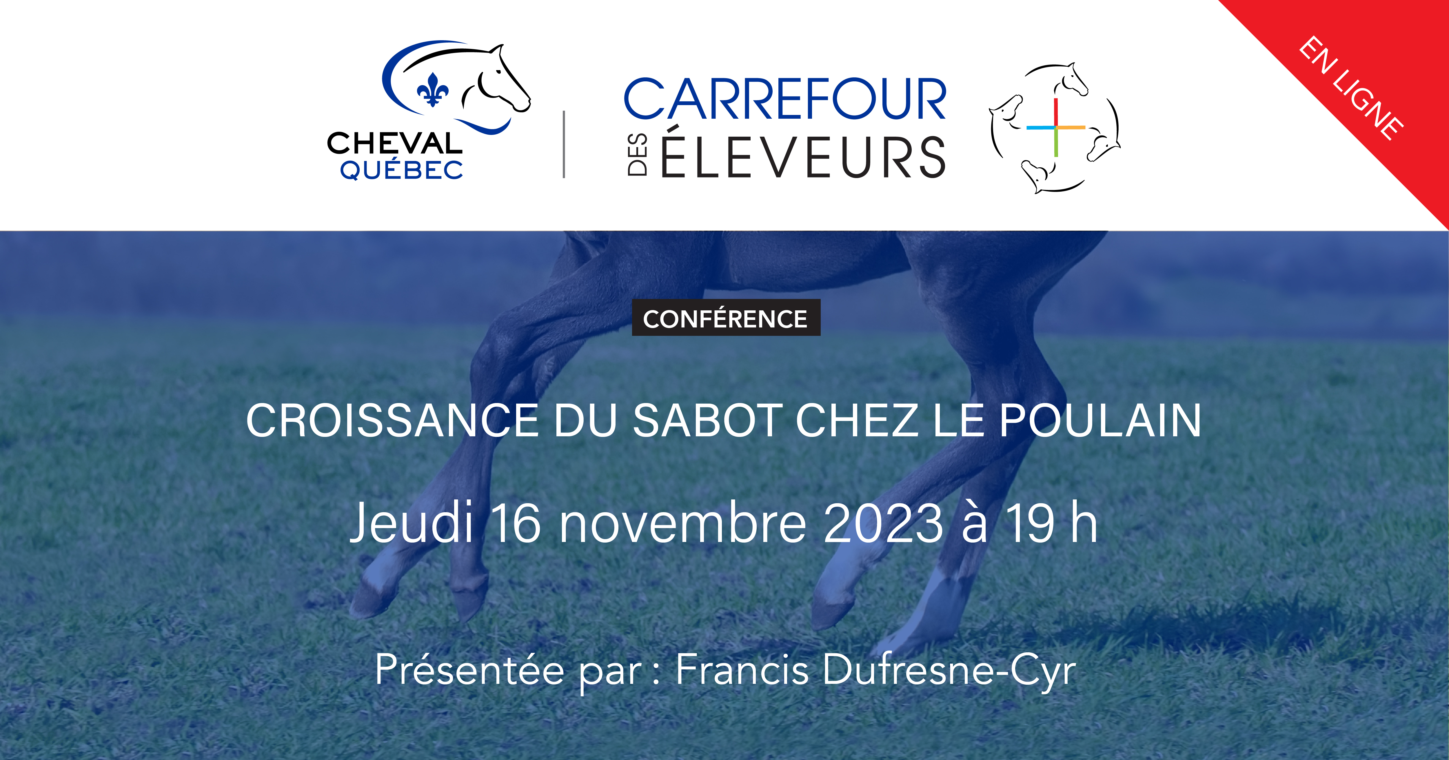 La croissance du sabot chez le poulain