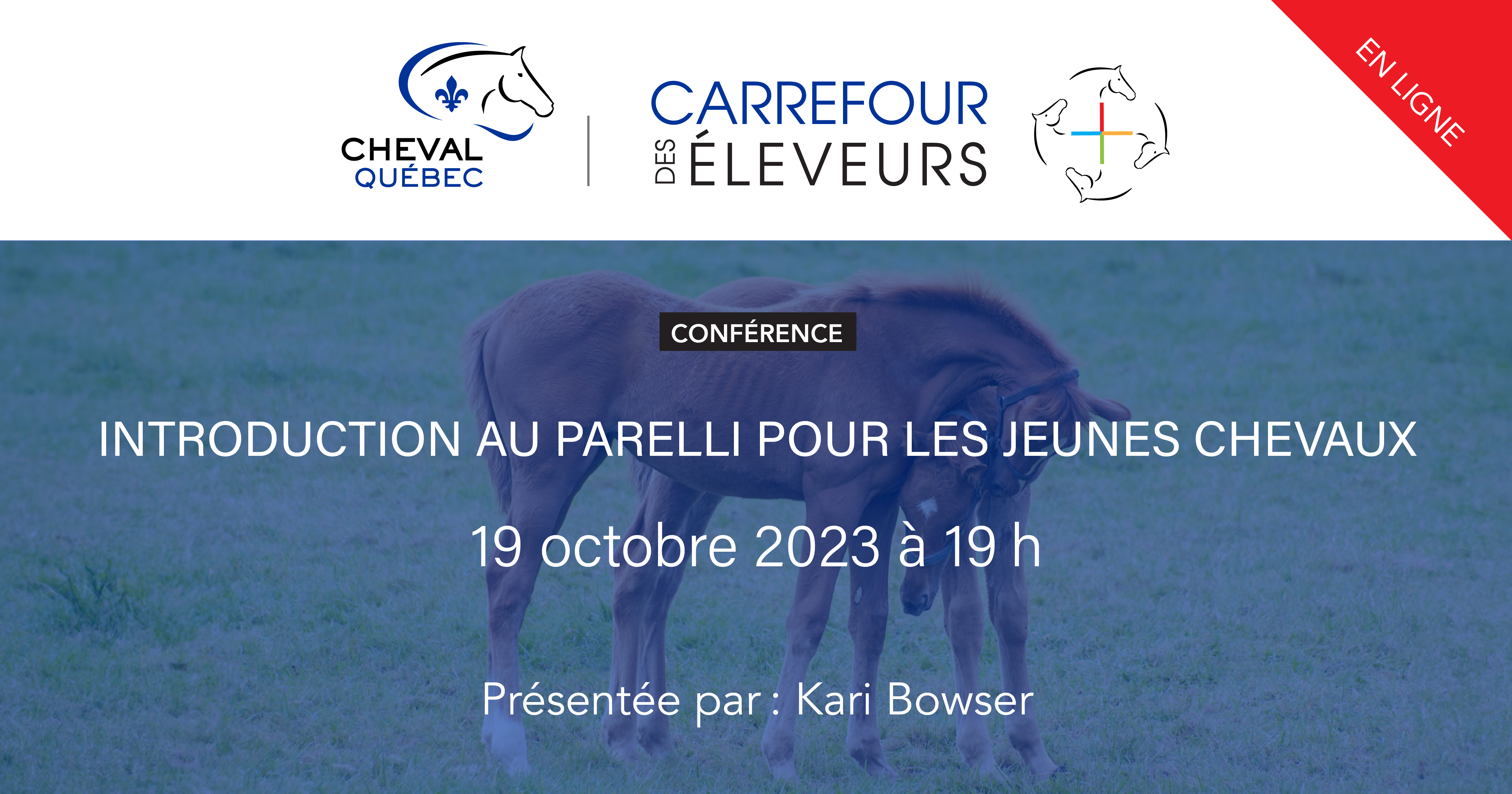 Introduction au Parelli pour les jeunes chevaux