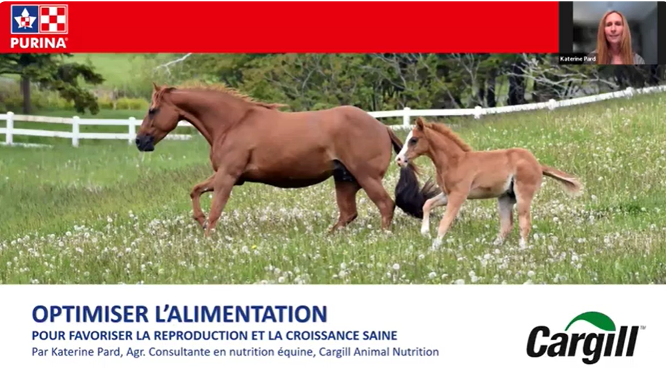 Nutrition équine : Optimiser l'alimentation pour la reproduction et la croissance saine