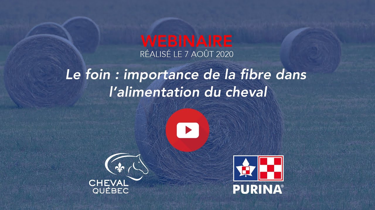 Nutrition équine : Le foin : importance de la fibre dans l’alimentation du cheval